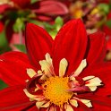 Dahlia x 'Eos'